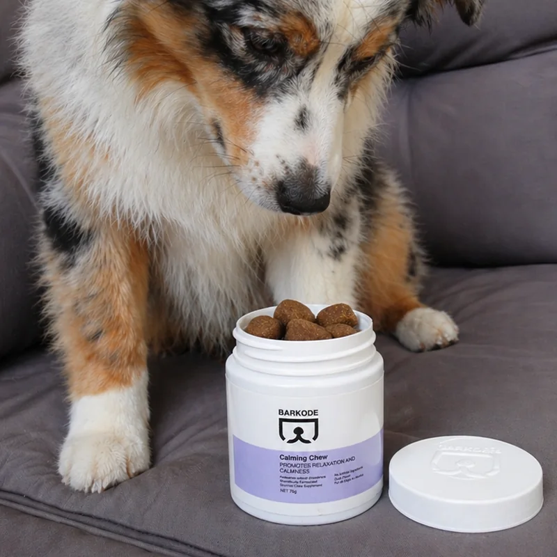 Avstralski ovčar gleda v odprt lonček Calming Chew