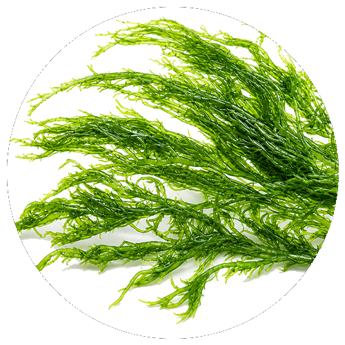 Alge (mineralni vir)